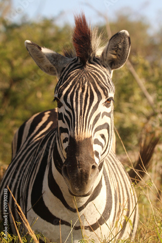 Close-up of Zebra 