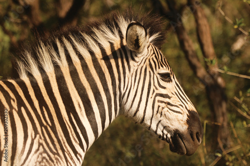 Close-up of Zebra 