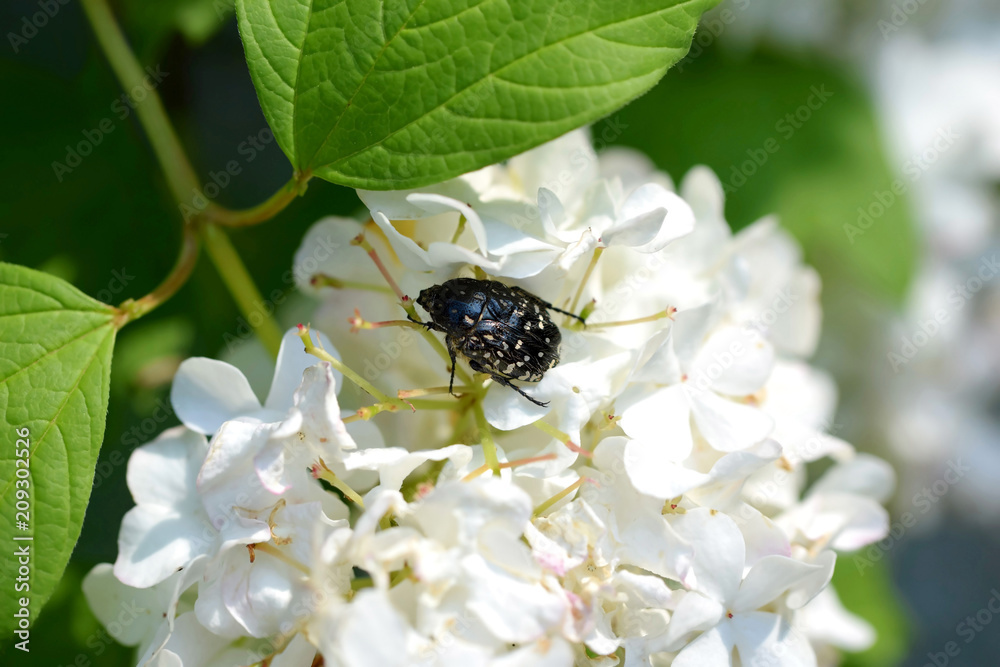 Oxythyrea funesta beetle in viburnum flower Oxythyrea funesta beetle in viburnum flower