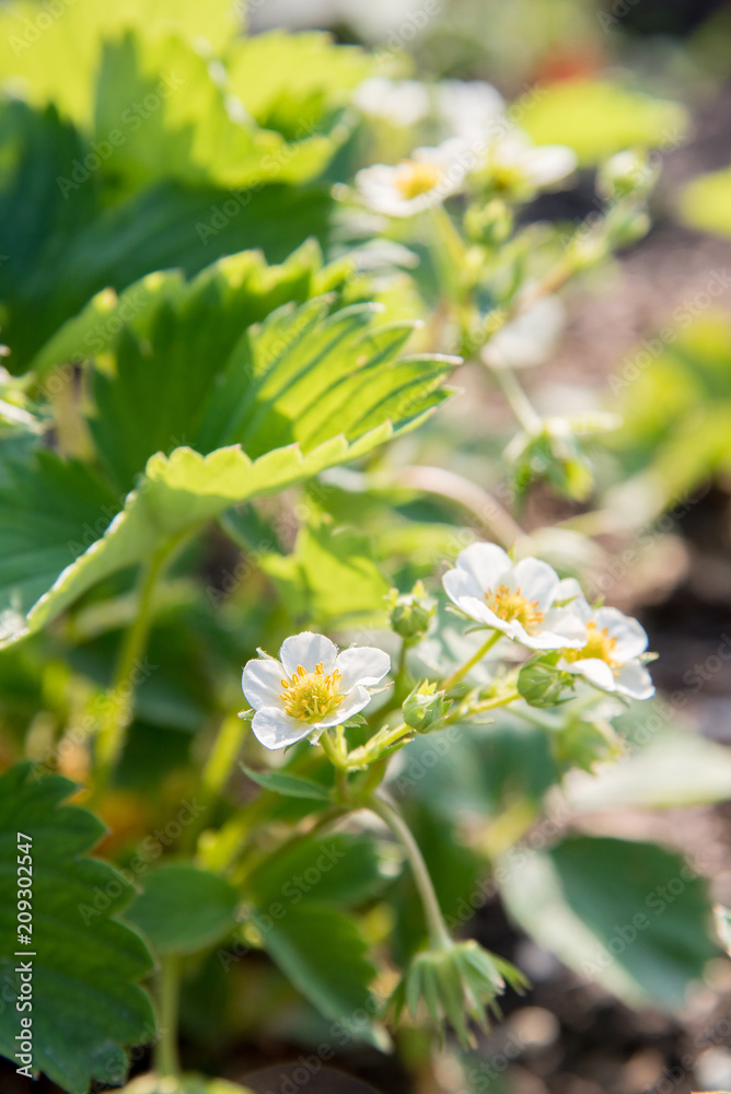 White flowers garden strawberries in the morning in droplets of dew and in sunlight White flowers garden strawberries in the morning in droplets of dew and in sunlight