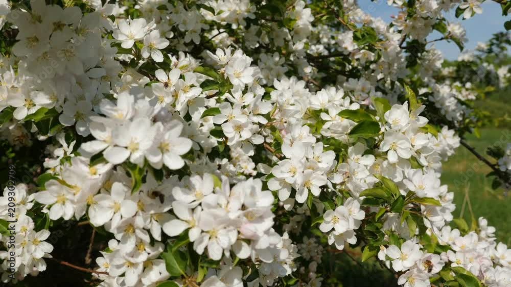 Slow motion shot of blossoming apple fruit trees in orchard in springtime, bees pollinate blossoming apple tree