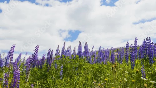 Violet lupine flower on sky background