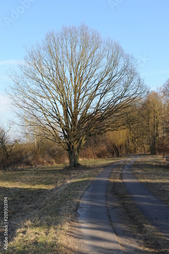 Eggesin, drei Eichen am Eggesiner See