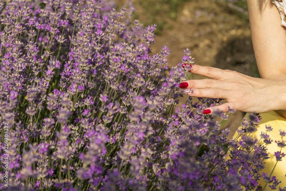 Woman's hand softly touching lavender flowers Woman's hand softly touching lavender flowers
