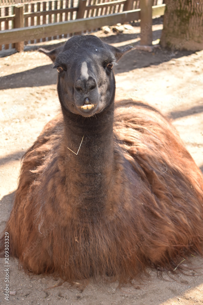 Obraz premium llama in the zoo; large teeth of a lama; a smile of a llama