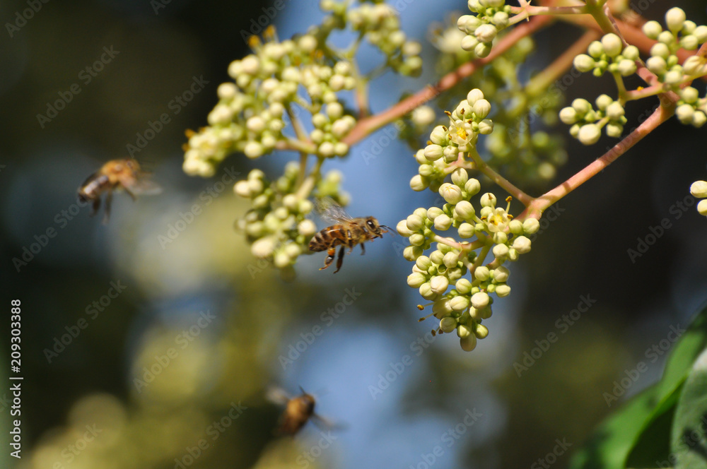 Honey bee collect nectar on euodia tree. Honey bee pollinating tree Honey bee collect nectar on euodia tree. Honey bee pollinating tree
