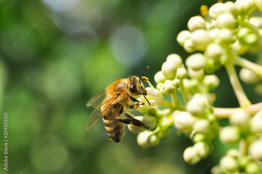 Honey bee collect nectar on euodia tree. Honey bee pollinating tree