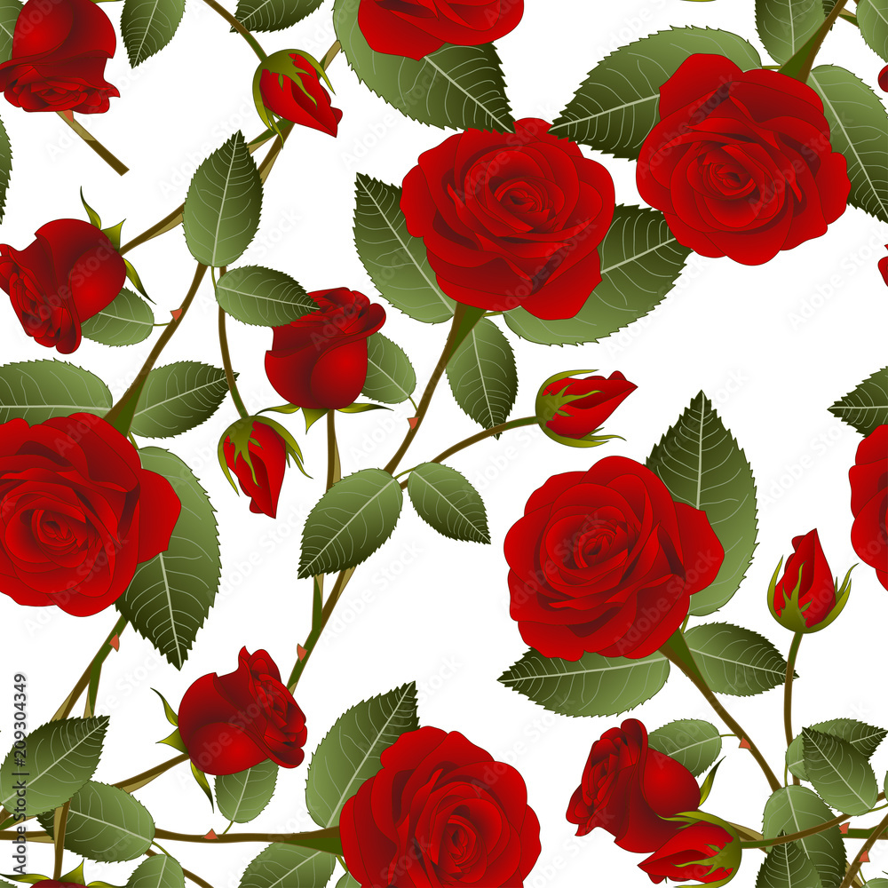 Red Rose on White Background Red Rose on White Background
