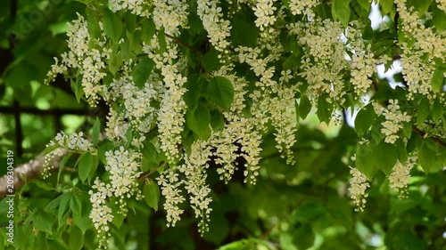 Falling white inflorescences of birdflies with white inflorescences in the shade of a tree with white inflorescences in the foothills of the Caucasus photo