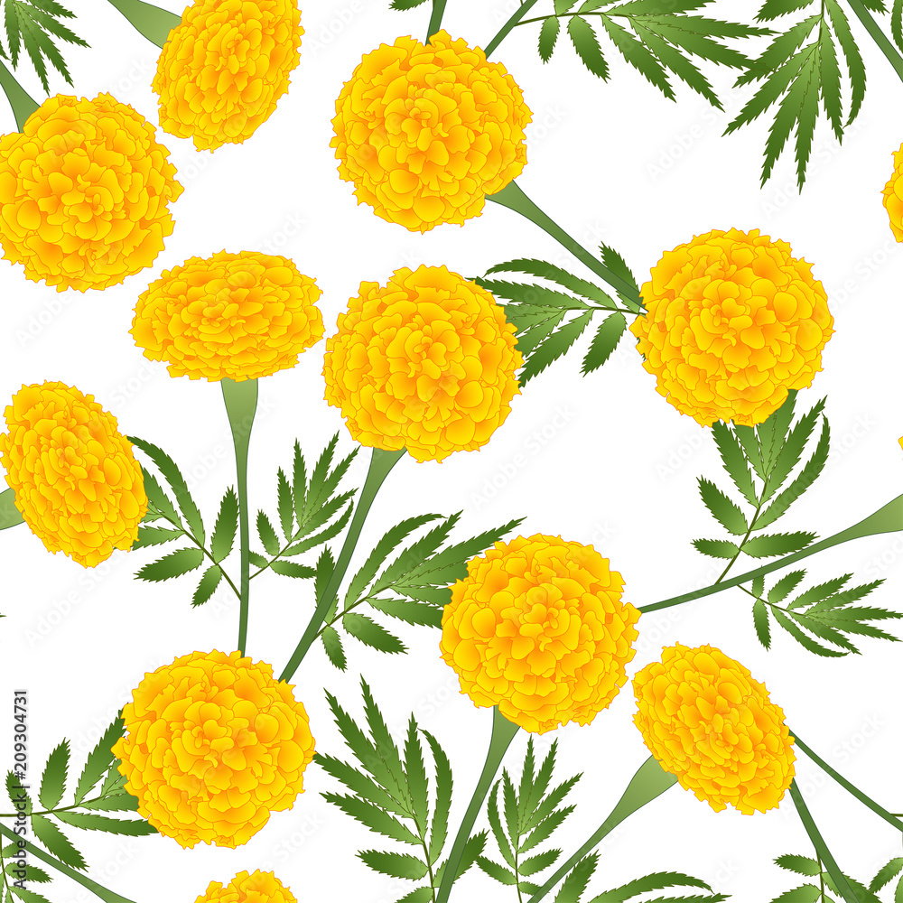Obraz premium Yellow Marigold on White Background