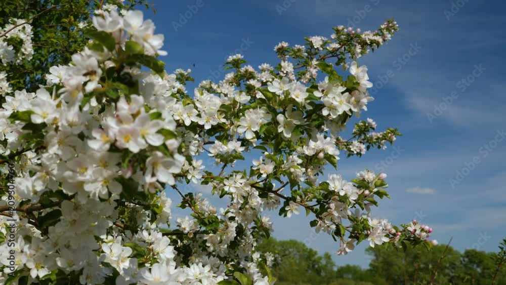 Blossoming apple fruit trees in orchard in springtime Blossoming apple fruit trees in orchard in springtime