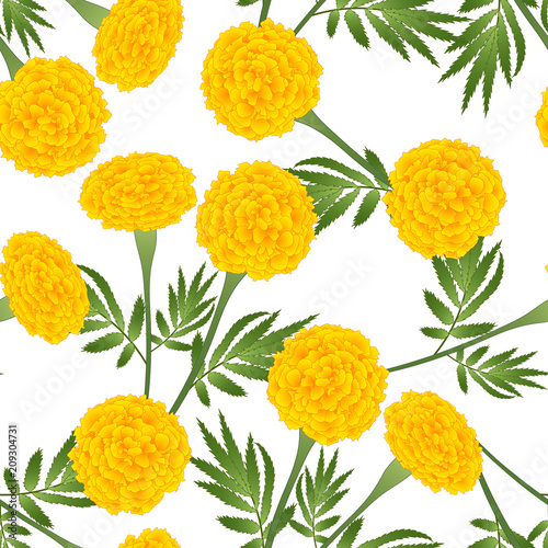Fototapeta Naklejka Na Ścianę i Meble -  Yellow Marigold on White Background