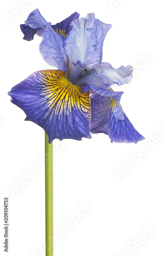Fototapeta Naklejka Na Ścianę i Meble -  iris flower isolated