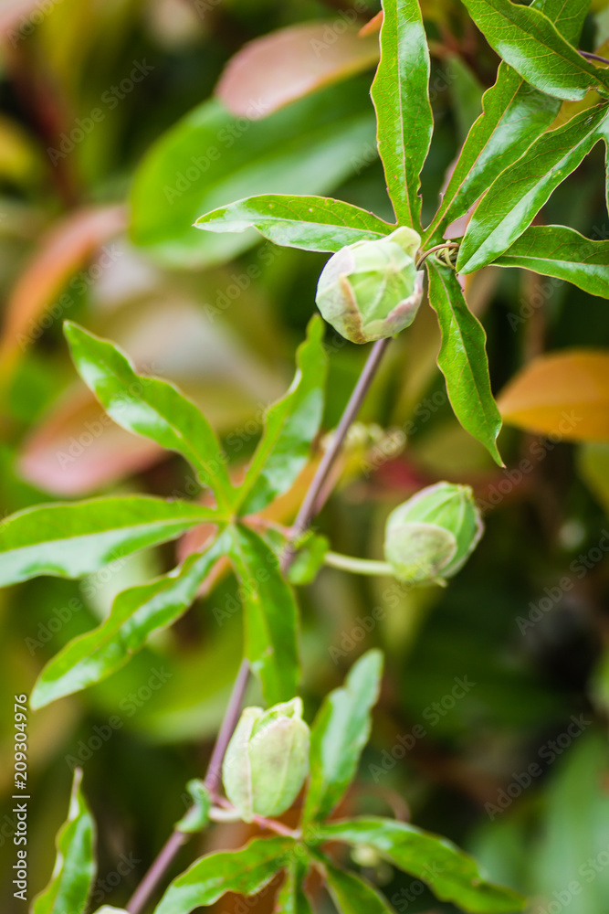 Leptokarya, Greece - June 09, 2018: Indoor plants flowers Mediterranean flowers passion - Passiflora Leptokarya, Greece - June 09, 2018: Indoor plants flowers Mediterranean flowers passion - Passiflora