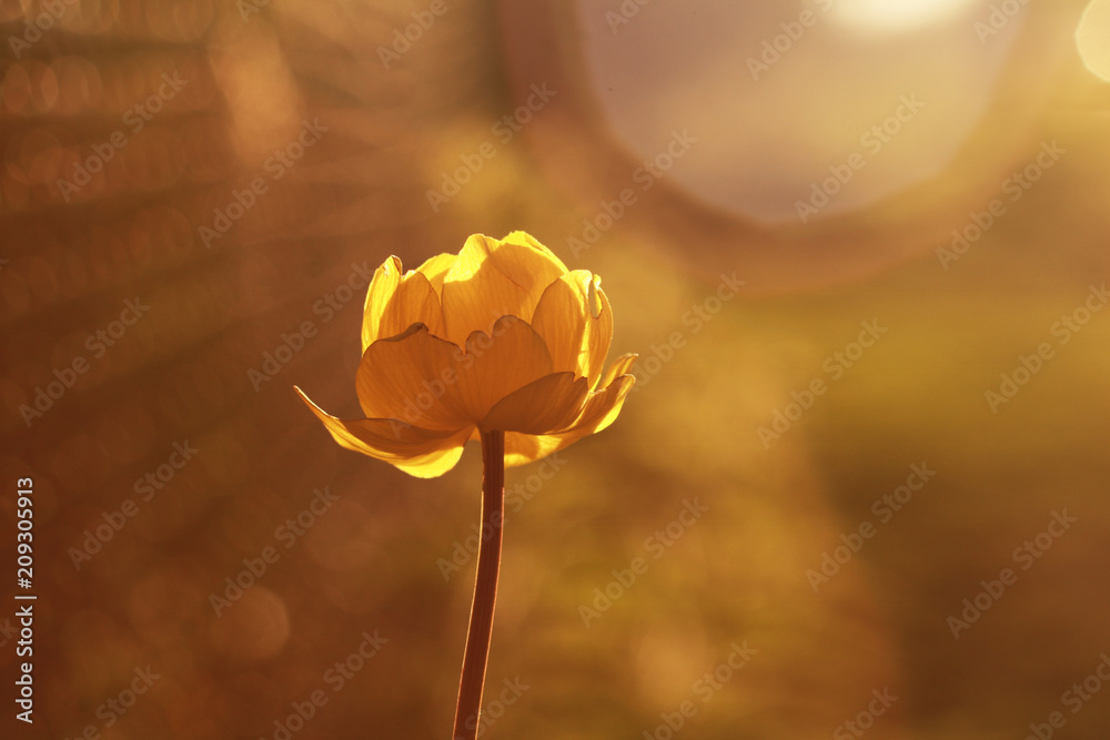 Obraz premium Yellow flower. Trollius europaeus.
