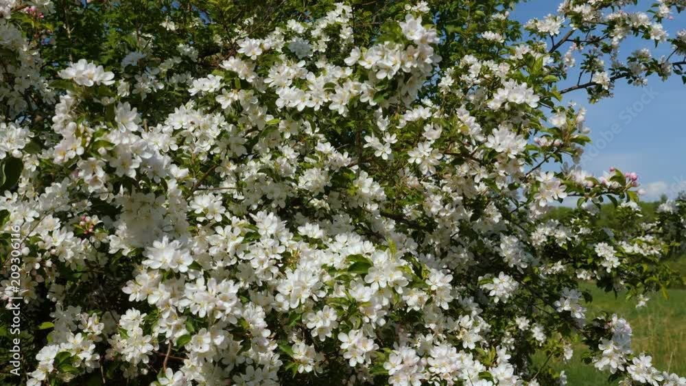 Blossoming apple fruit trees in orchard in springtime Blossoming apple fruit trees in orchard in springtime