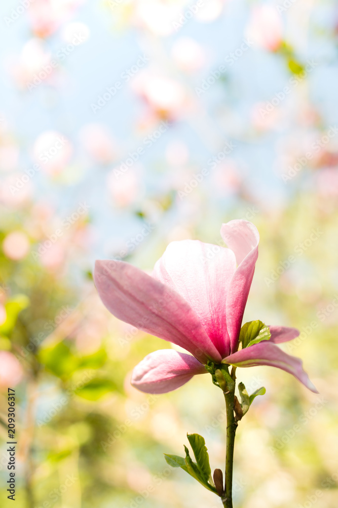 Magnolia pink blossom flowers