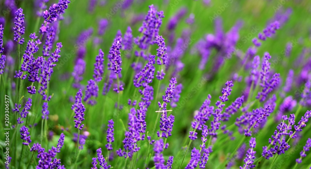 Fototapeta premium lavande