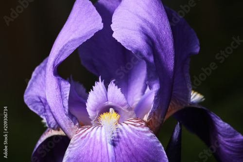 Fototapeta Naklejka Na Ścianę i Meble -  Purple iris flower.
