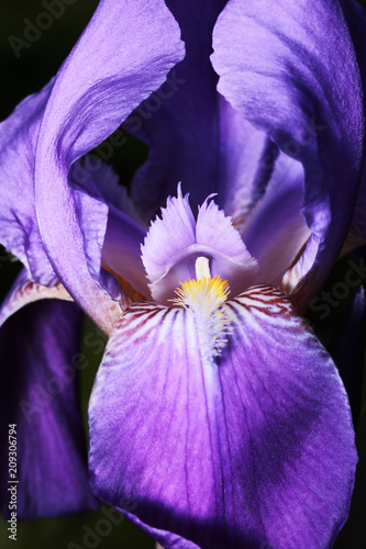 Fototapeta Naklejka Na Ścianę i Meble -  Purple iris flower.
