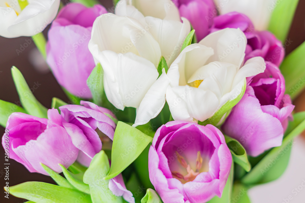 white and purple blooming tulips. floral background