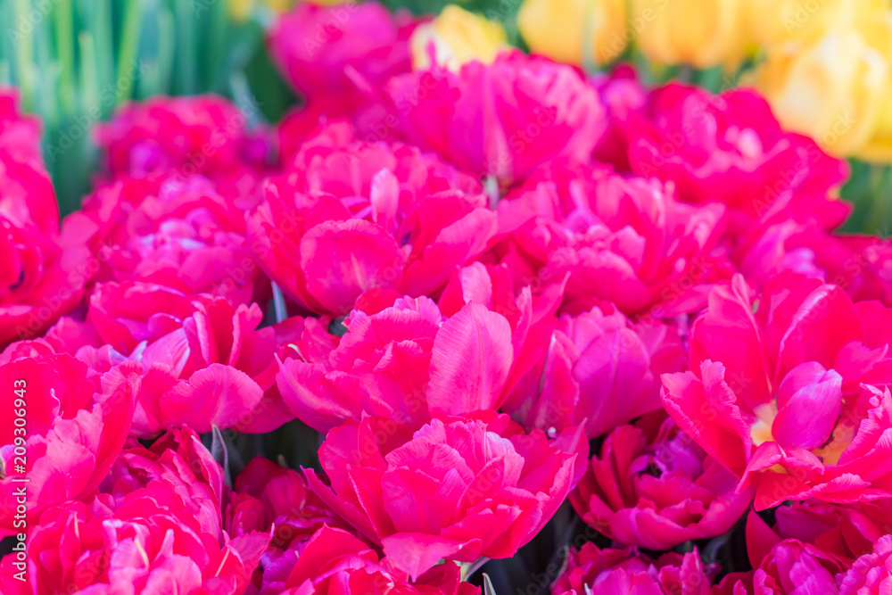 field of blooming colorful tulips, spring flowers in the garden field of blooming colorful tulips, spring flowers in the garden