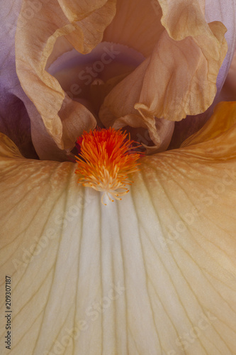 Fototapeta Naklejka Na Ścianę i Meble -  iris flower background
