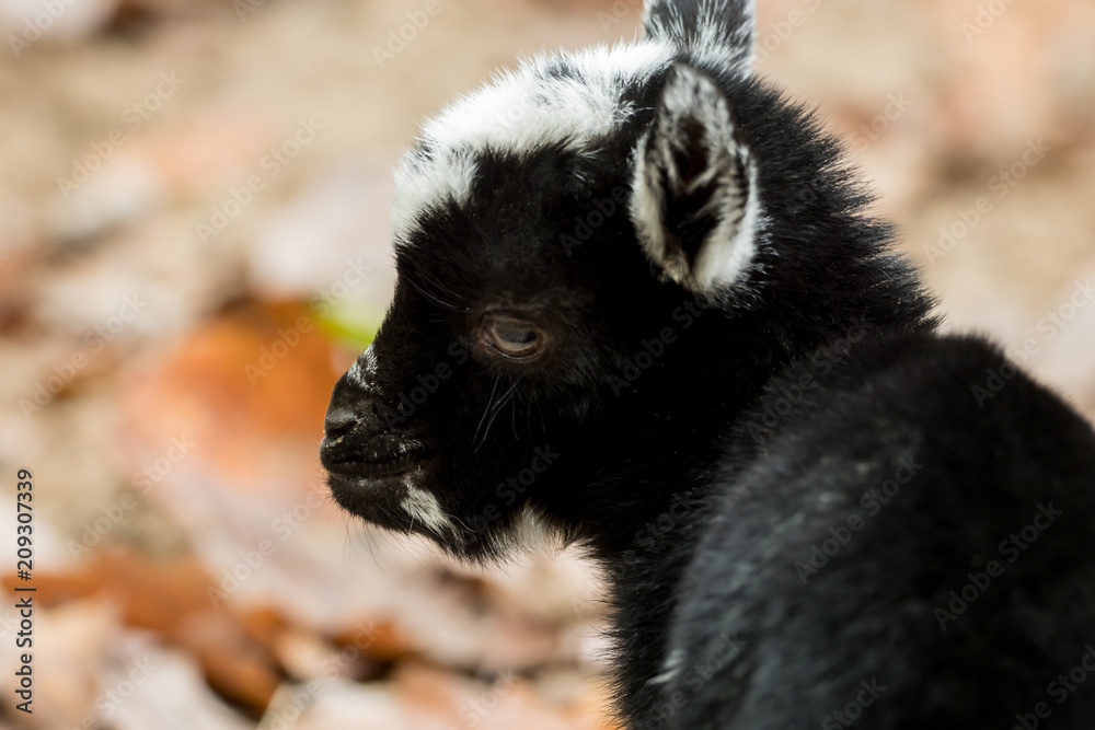 A young black and white goat stands outside