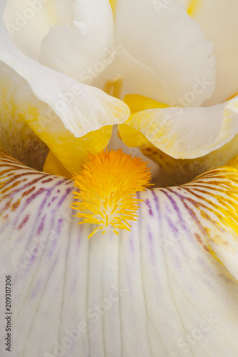 Fototapeta Naklejka Na Ścianę i Meble -  iris flower background