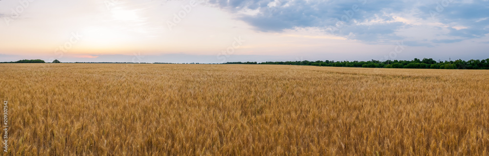 Yellow field with wheat against the sunset. Yellow field with wheat against the sunset.