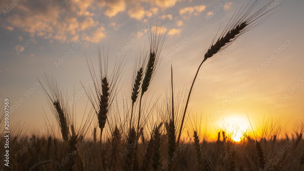 Yellow field with wheat against the sunset. Yellow field with wheat against the sunset.