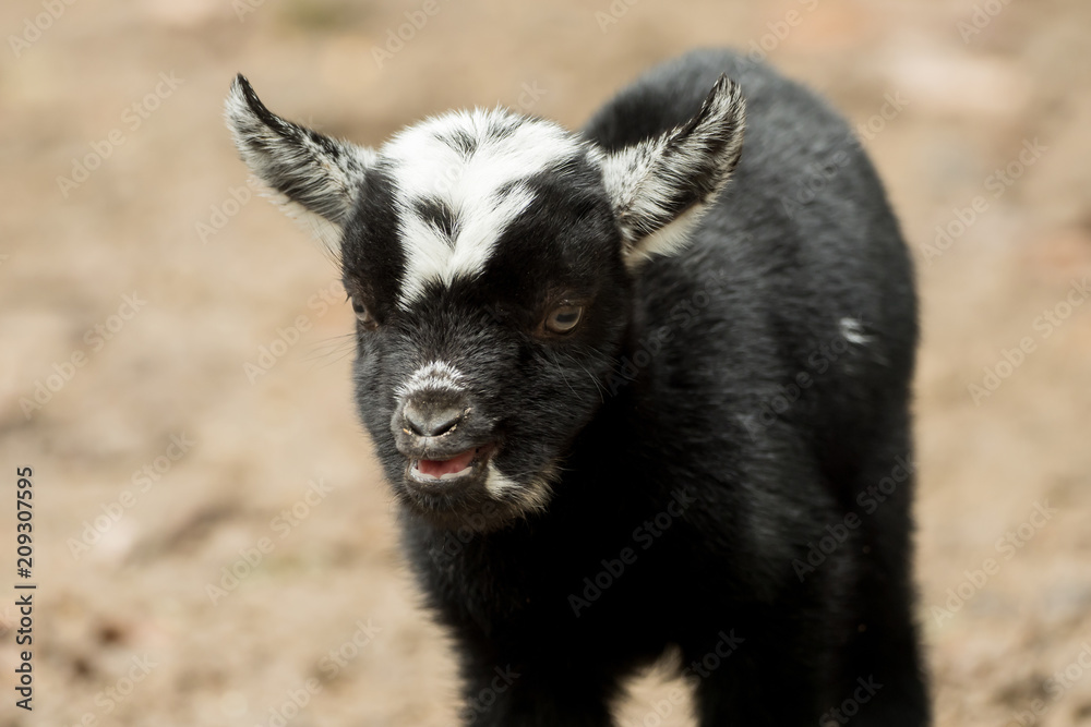 A young black and white goat stands outside A young black and white goat stands outside