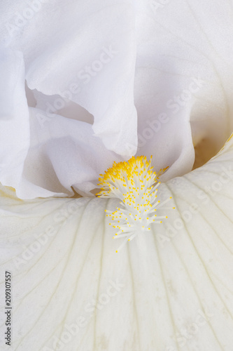 Fototapeta Naklejka Na Ścianę i Meble -  iris flower background