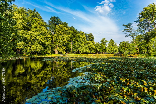 Summer pond in czech garden