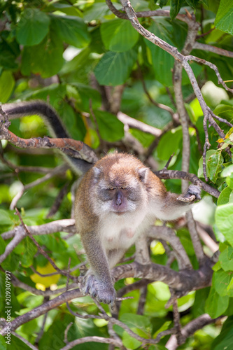 Macaque monkey, Thailand © Randal