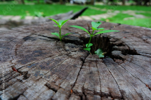 Plant growing through of trunk of tree stump
