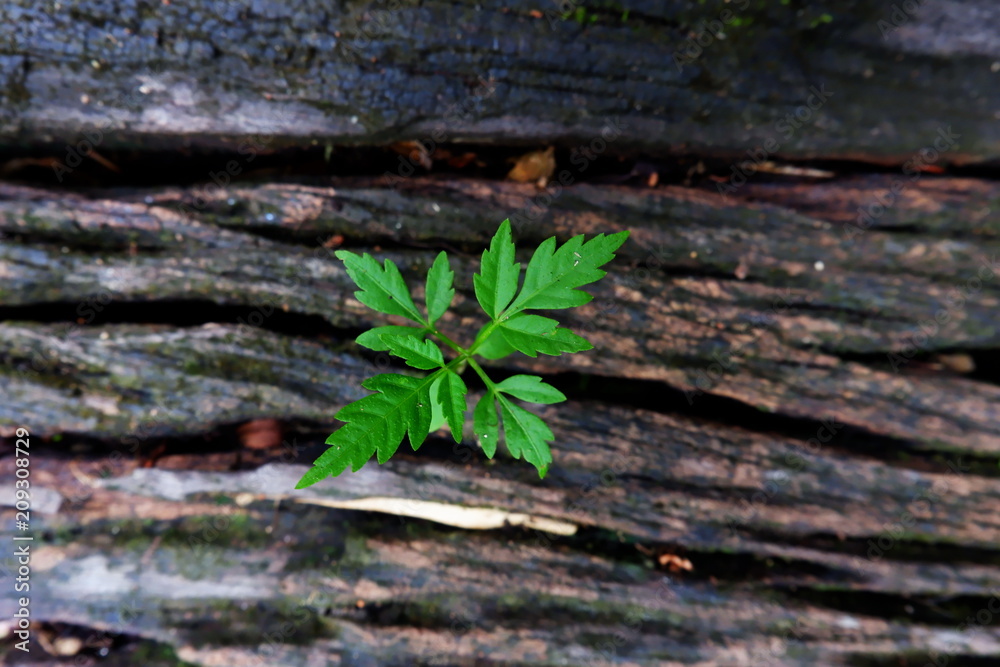 Plant growing through of trunk of tree stump Plant growing through of trunk of tree stump