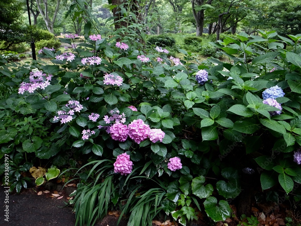 紫陽花 紫陽花