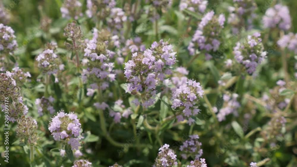 Close-up of herbal plant Breckland thyme Thymus serpyllum 4K footage Close-up of herbal plant Breckland thyme Thymus serpyllum 4K footage