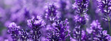 field lavender morning
