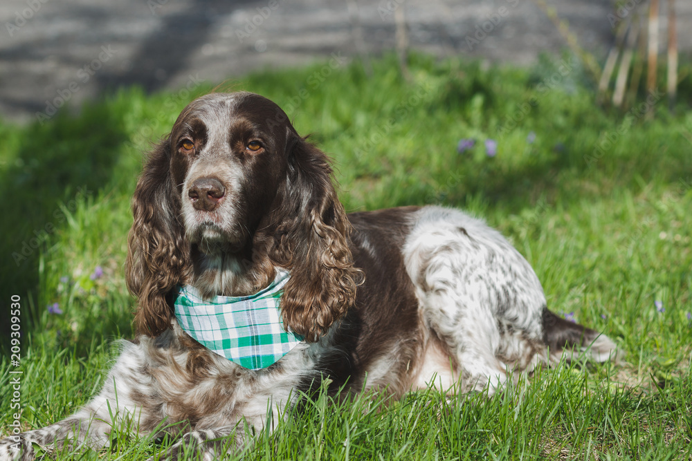 Brown spotted russian spaniel on the green grass