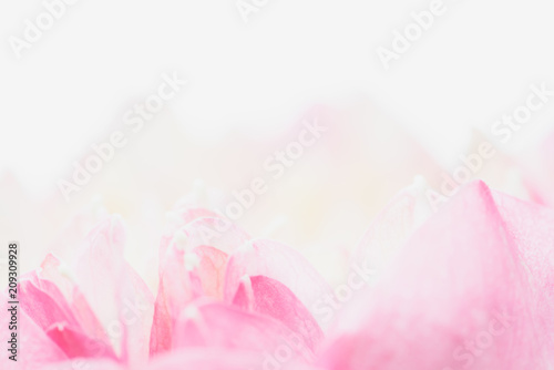 Sweet color lotus  in soft style for background