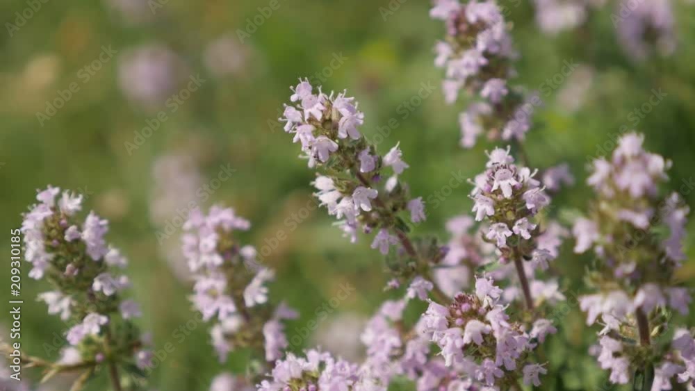 Close-up of Breckland wild thyme Thymus serpyllum herbal plant slow-mo footage Close-up of Breckland wild thyme Thymus serpyllum herbal plant slow-mo footage