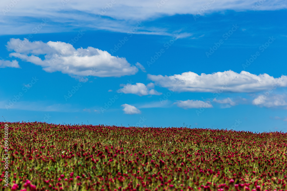 Red clover field and blue sky in summer day.