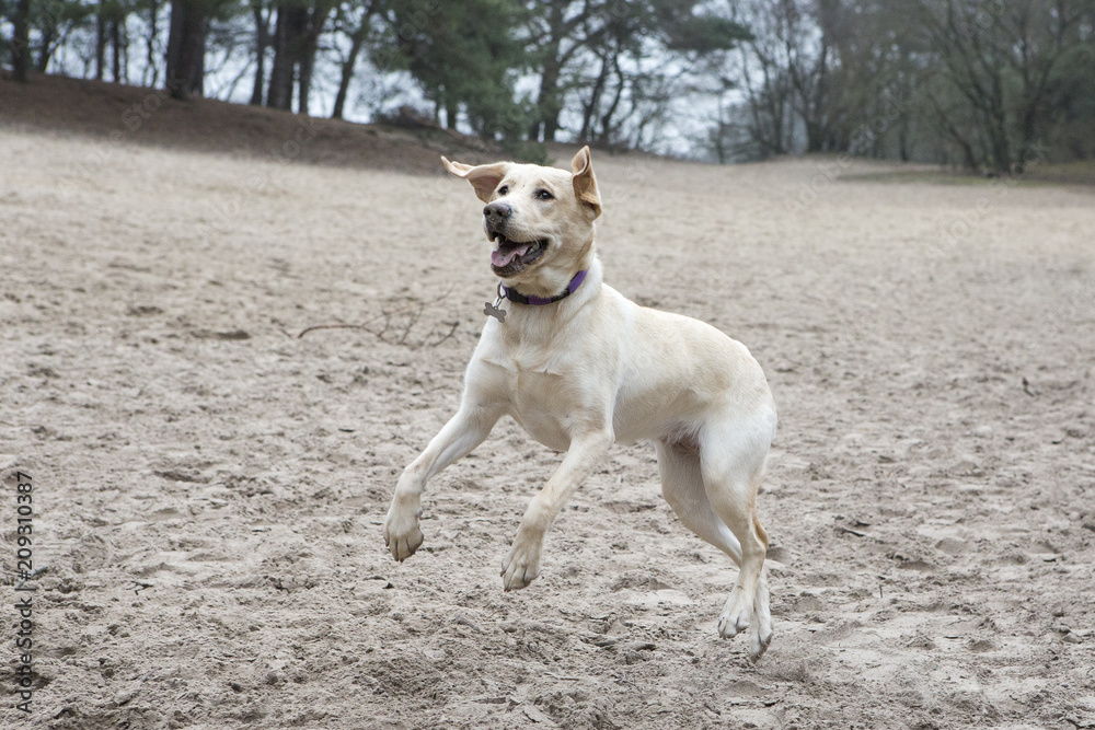 Labrador pup erg enthousiast