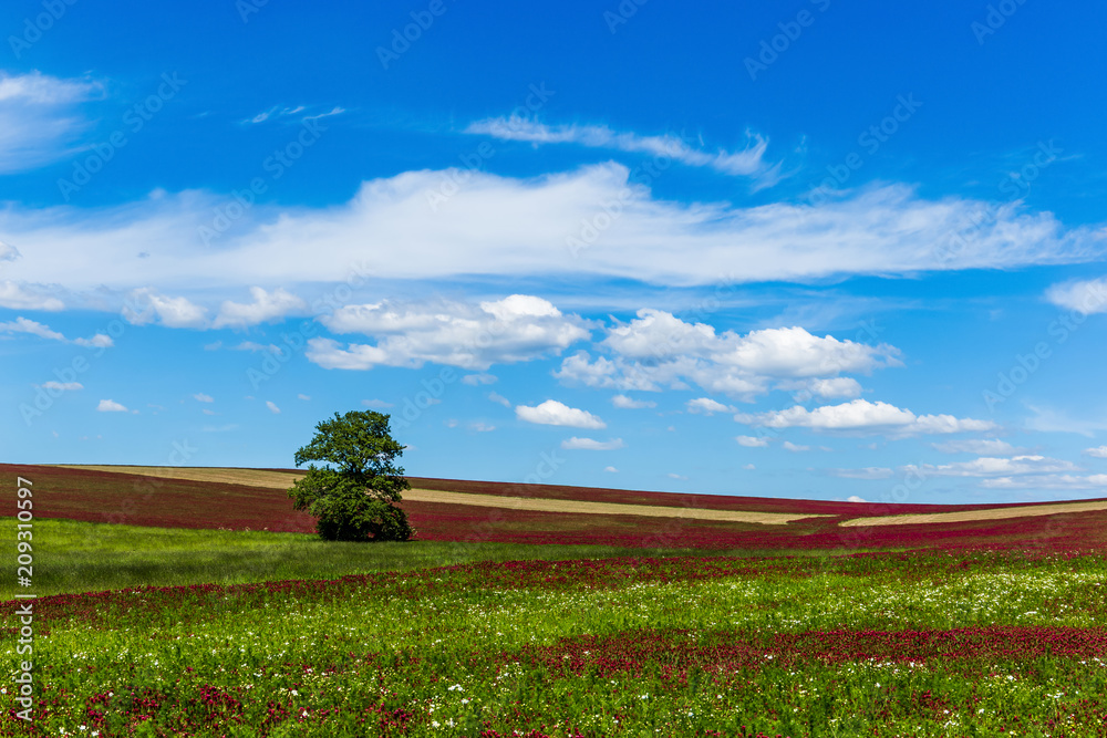Lonely tree in red clover field. Blue sky. Summer day.