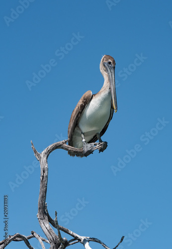 Brown Pelican (Pelecanidae) on a dry branch at the Gulf of Mexico, Yucatan, Mexico