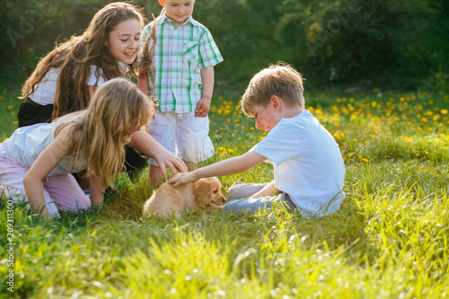 Two little boys and two girls playing with cute puppy dog gold spaniel in summer meadow outdoor nature. photo
