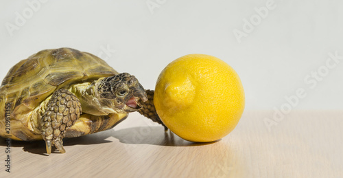 turtle trying to bite lemon, reptile, citrus, fruit