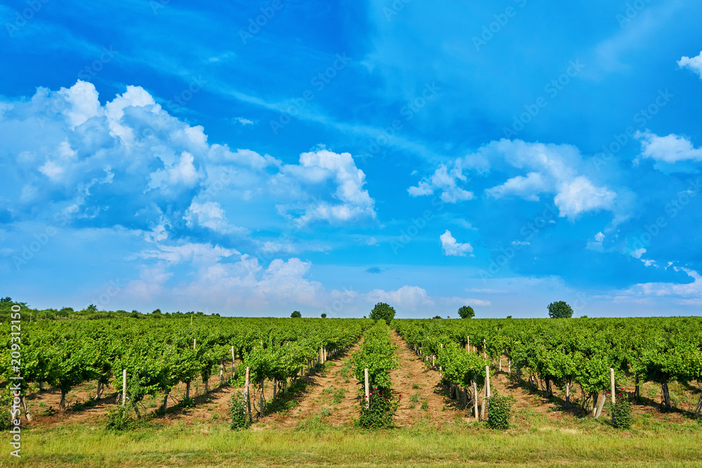Naklejka premium Vineyard and blue sky with clouds